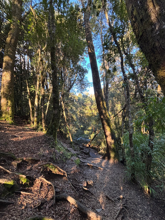 Programa 3: Canopy, Naturaleza y Ojos del Caburgua